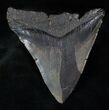 Bargain Fossil Megalodon Tooth #13073-1
